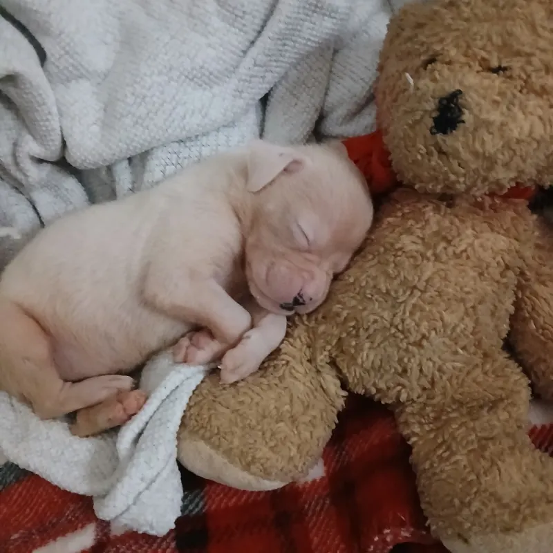 Crystal’s virtual fundraising Pop-Up Store