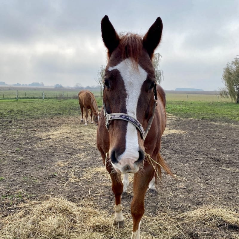 Illinois Horse Rescue’s virtual fundraising Pop-Up Store