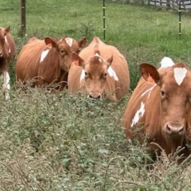 AA Dairy Leasing’s virtual fundraising Pop-Up Store