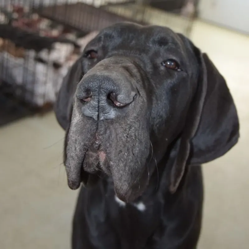 Linda’s virtual fundraising Pop-Up Store