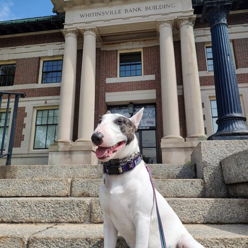 Rex The TV Terrier’s virtual fundraising Pop-Up Store