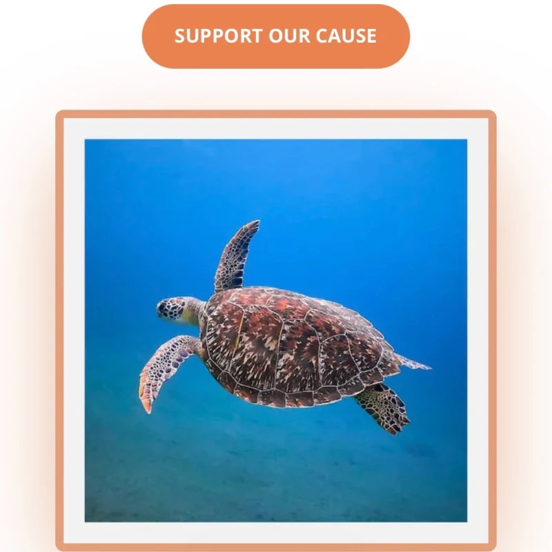 Prakhar’s virtual fundraising Pop-Up Store