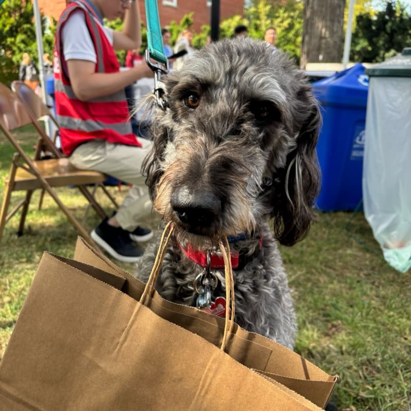 Dixie’s virtual fundraising Pop-Up Store