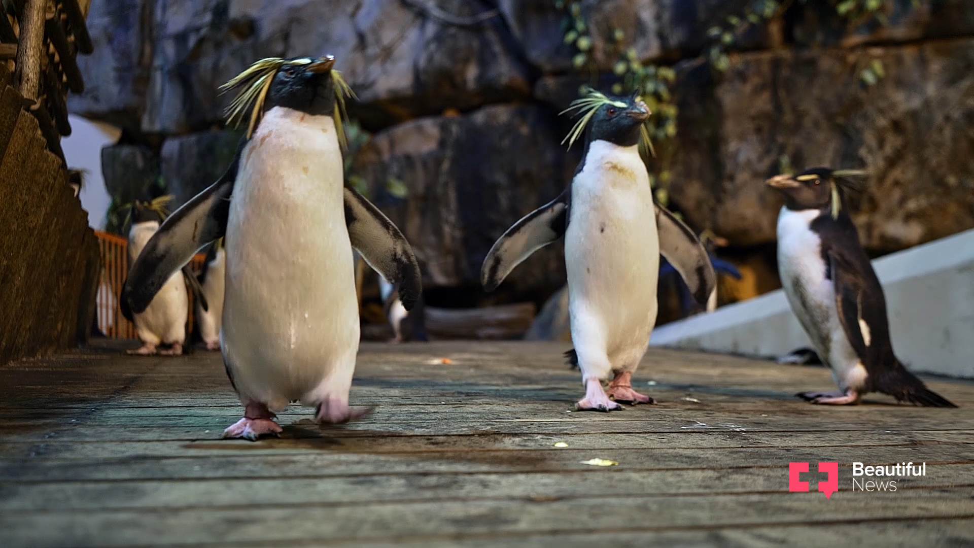 Where Do Lost Penguins Go?