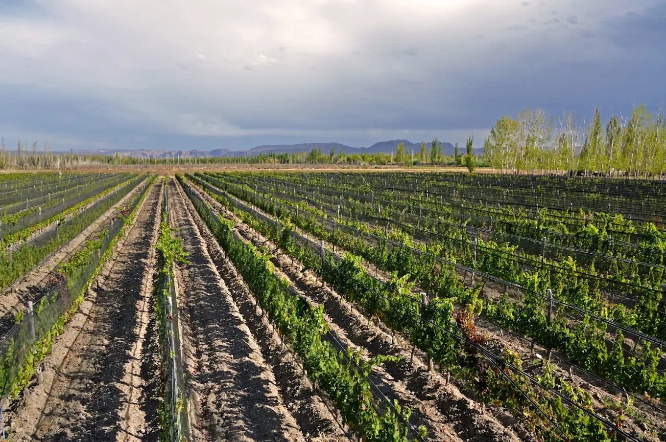 Finca Dinamia - Foto 1