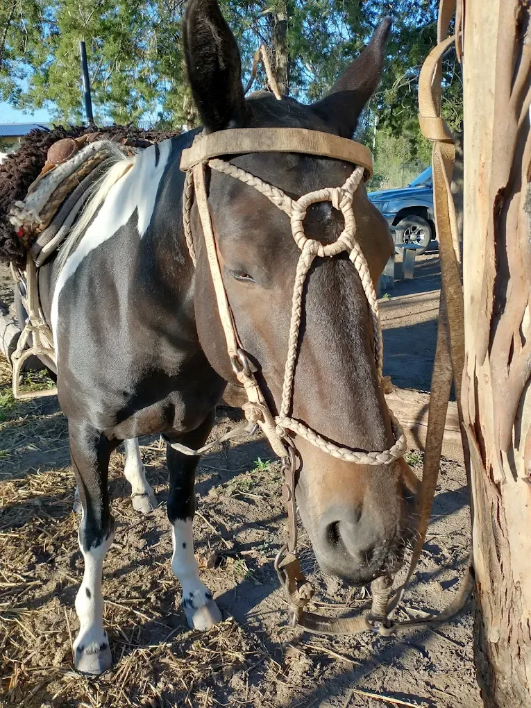 CABALGATAS SAN RAFAEL