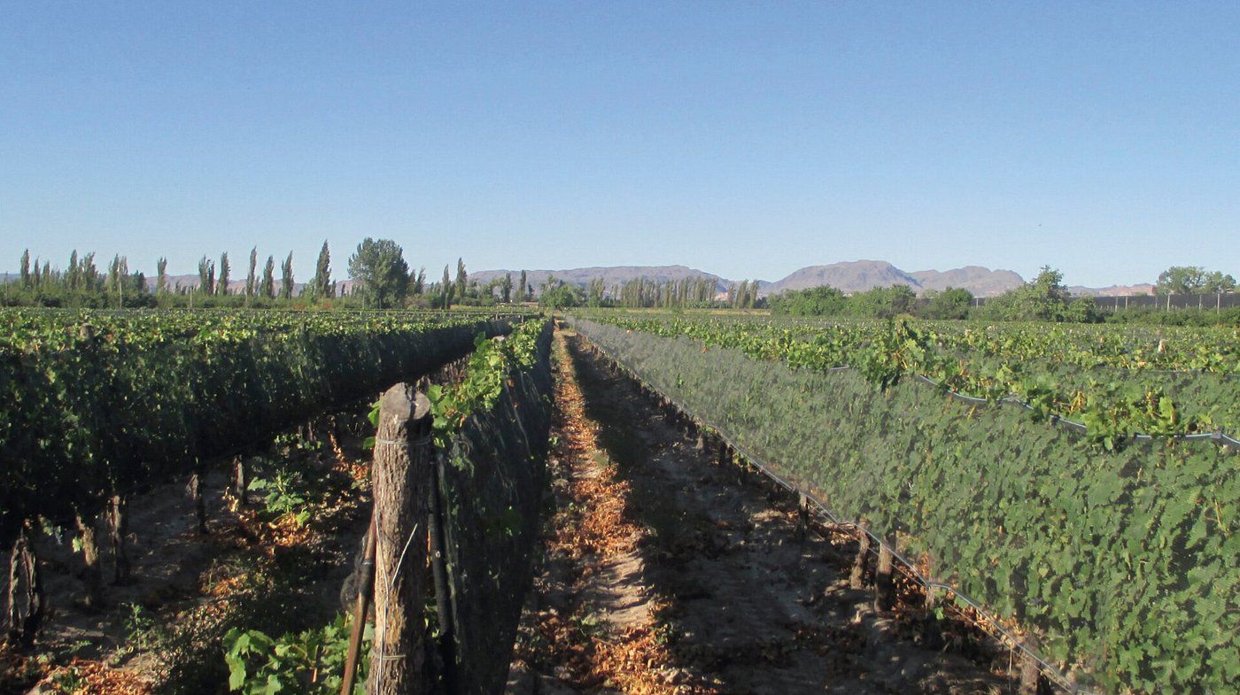BODEGA LIMBO- Cuadro Benegas - Foto 10