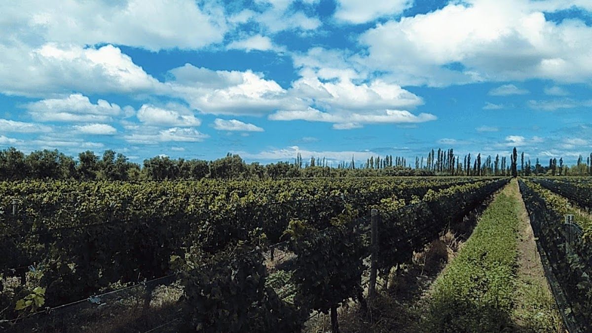 MURVILLE (Bodega / Espumantes) - Las Paredes - Foto 2