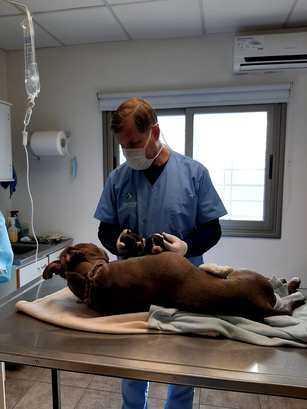 VETERINARIA BLANCHE (Centro de San Rafael) - Foto 1