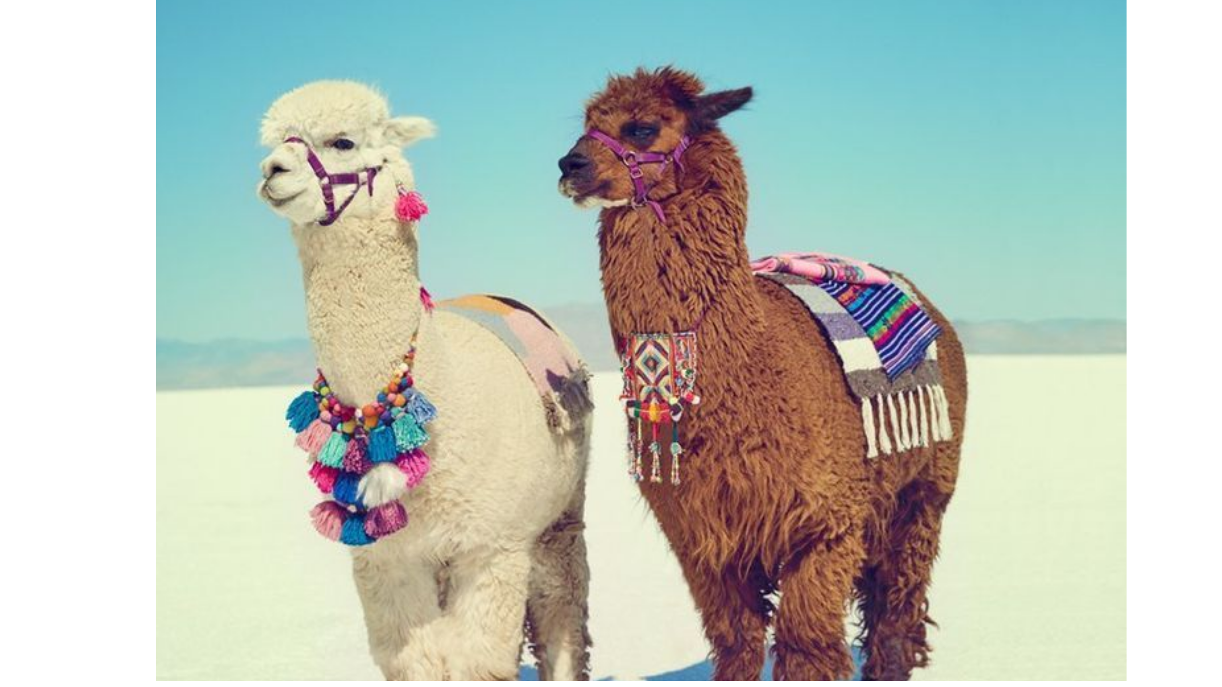 Vuelta al Norte con Salinas