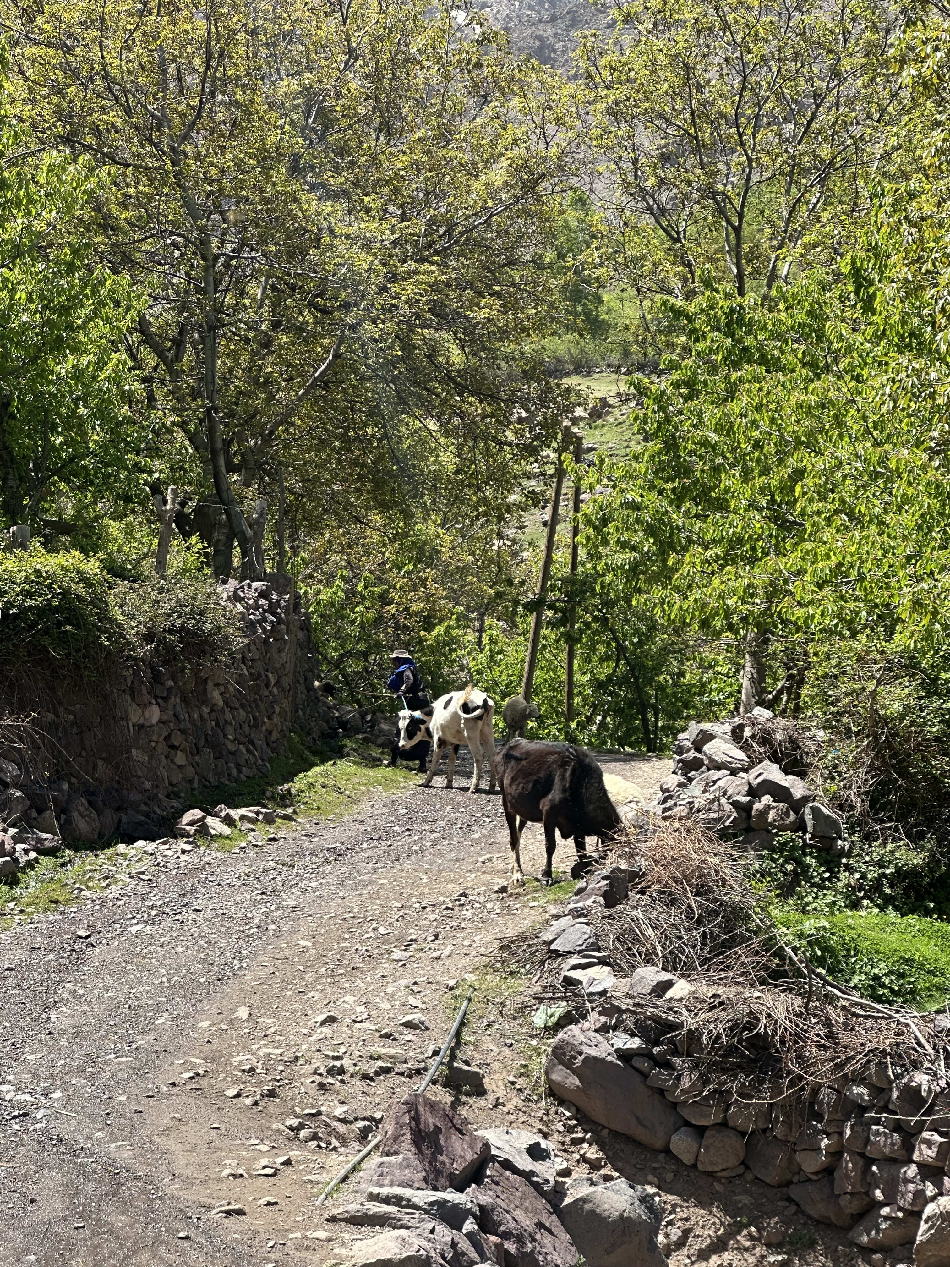 Mountain trail and scenery on the guided Mount Toubkal route