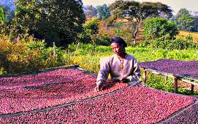 Women roasters at work
