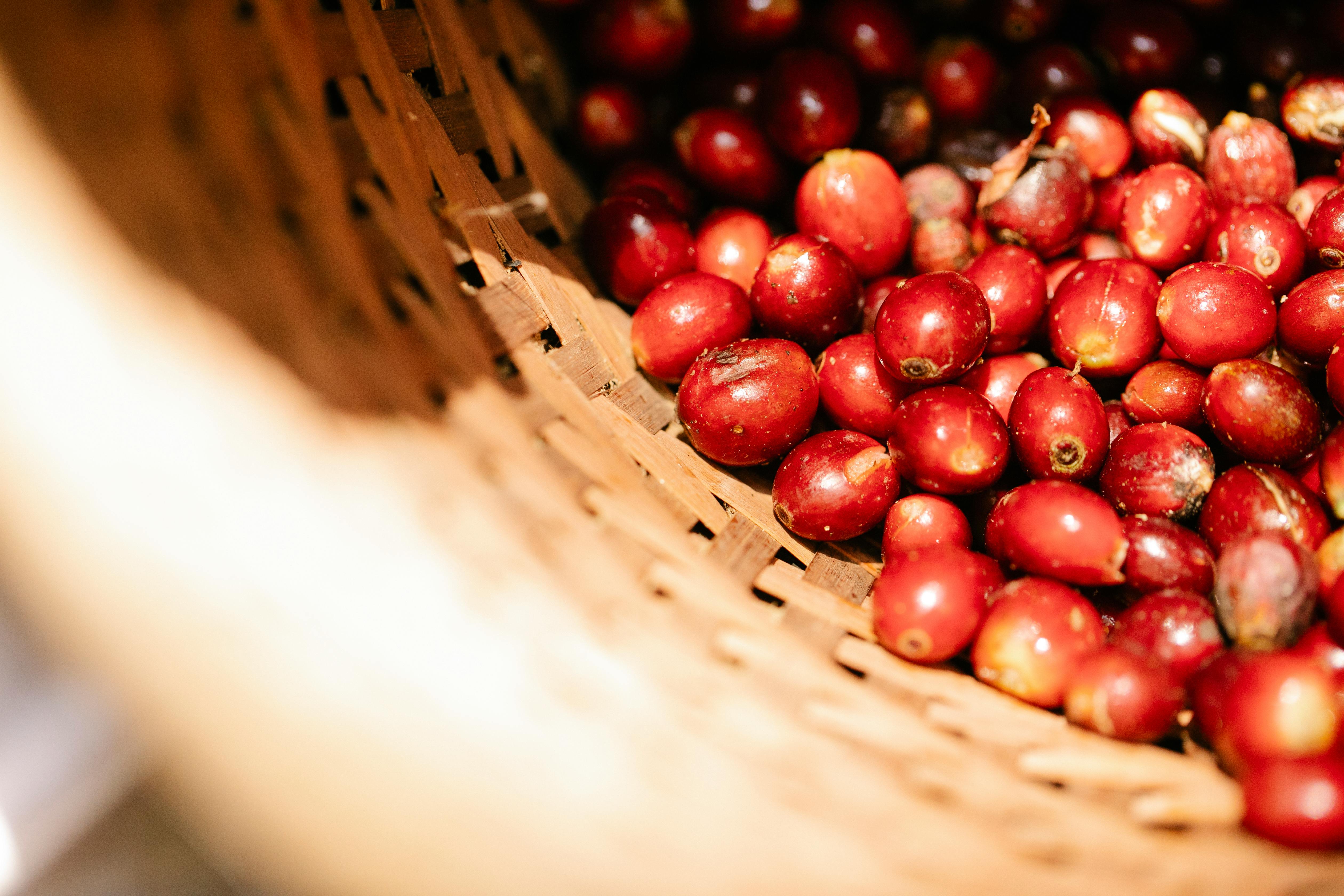 Harvesting