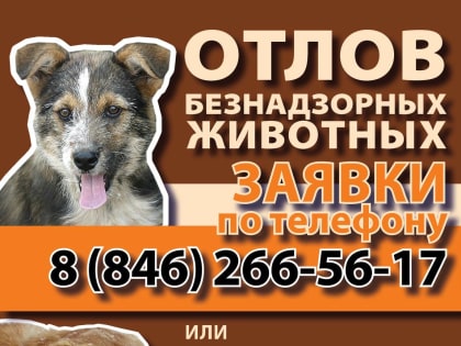 Горожане могут направить заявку на отлов безнадзорных животных