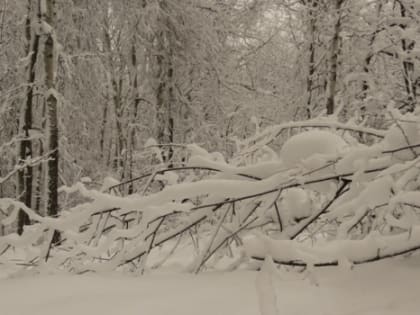 Народные приметы: 17 января. Не делайте этого на Зосиму Пчельника, если не хотите лишиться радости и сил