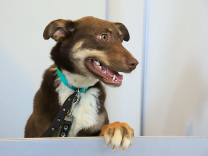 Что нужно знать, когда заводишь домашнего питомца