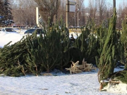 «Добрые елки» обрели второе воплощение