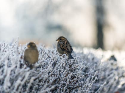 Синоптики предупредили об аномальной стуже в первый рабочий день января
