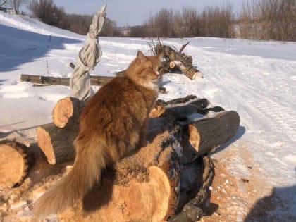 Погода в Самарской области: предвестники зимы
