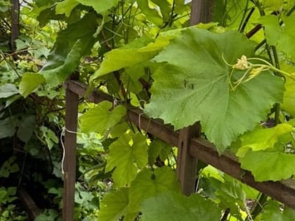 Самая вредная ягода: а мы её с радостью едим как деликатес, еще и детей угощаем