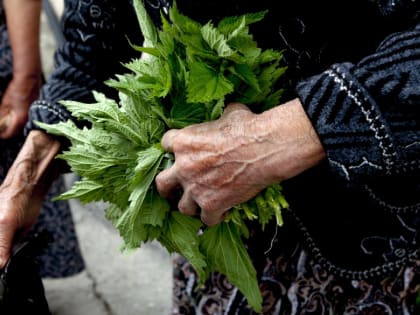 Врач-гастроэнтеролог Вялов назвал неожиданные свойства крапивы