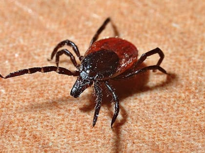 Специалисты школы №338 рассказали о клещах