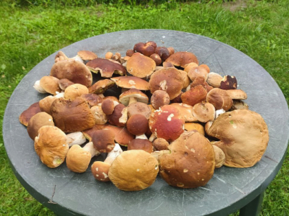 Успехи грибников в Протвино