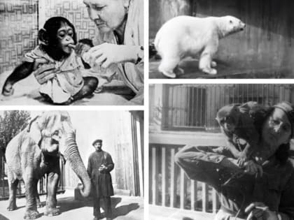 «Тихий подвиг» сотрудников зоопарка, оставшегося «Ленинградским»