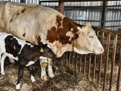 Научные достижения в области эмбриологии крупного рогатого скота