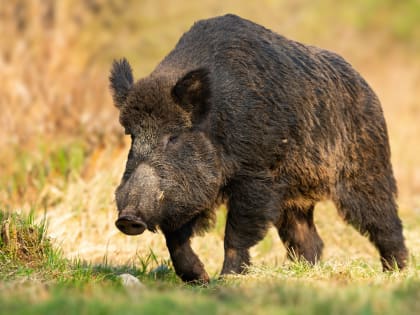В Иркутской области фермера отправили в психбольницу из-за убийства человека кабаном