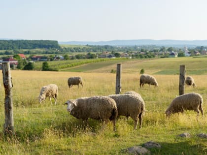 Поддержка фермеров: новое соглашение в Подмосковье