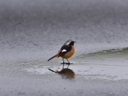 Москва на неделю "окунется" в март