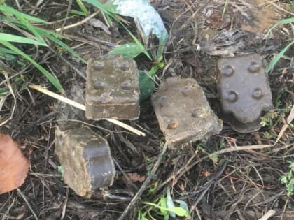 Раскладка оральной вакцины для животных против бешенства в Орехово-Зуевском округе