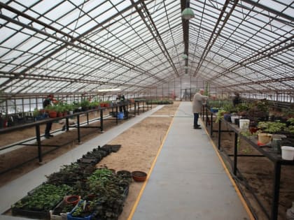 Более 50 тысяч цветов украсят городские клумбы в Пущино