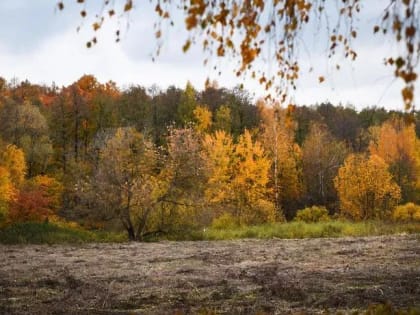 Стадия предзимья началась в подмосковных лесах