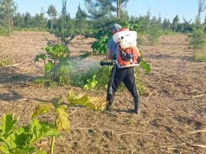 Собственник ликвидировал борщевик на площади 34 га в Щелкове