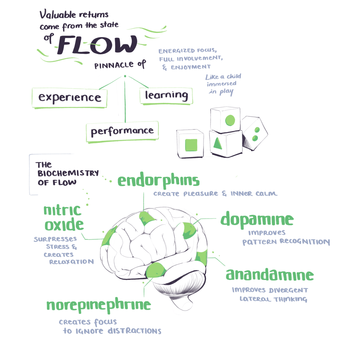 BASB sketchnotes on flow state as the pinnacle of experience, learning, and performance. As well as the biochemistry of flow state.