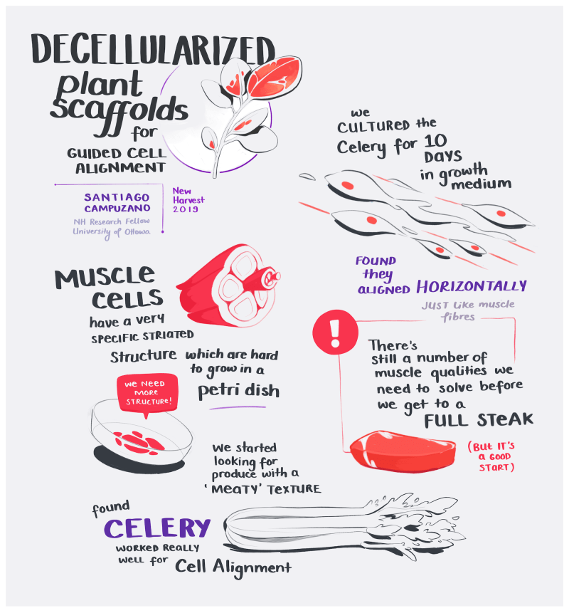 illustrated notes on decellularized plant scaffolds