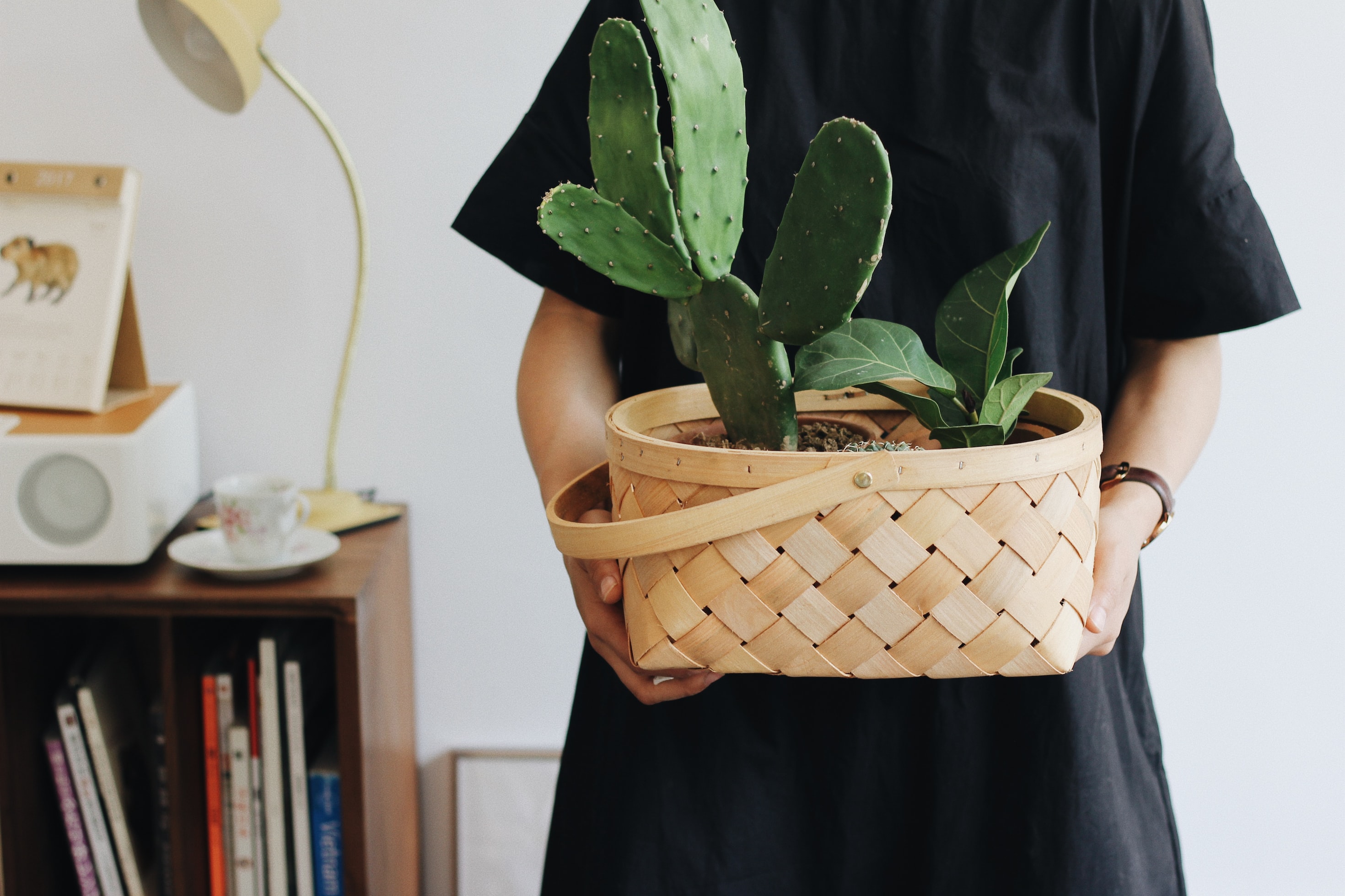 Prickly Paradise: Unwrapping the Joy of Unique Cactus Gifts