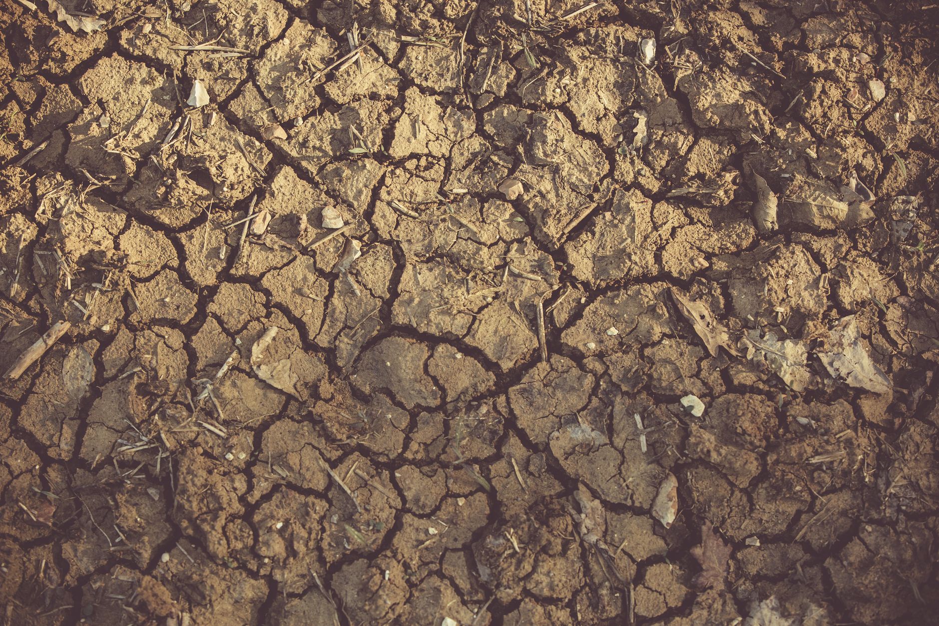 Tierra agrietada por la sequía