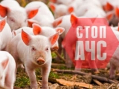 Меры профилактики африканской чумы свиней в Амурске