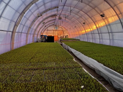 Резидент Свободного порта автоматизирует единственный в России круглогодичный комплекс по выращиванию сеянцев хвойных пород