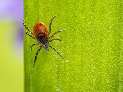 108 человек в Хабаровском крае обратились по поводу присасывания клещей