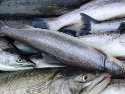 Добыча лосося в Хабаровском крае достигла 76% от установленного объёма