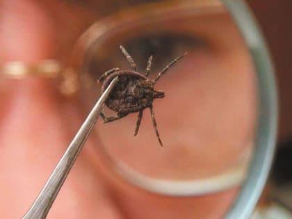 Подозрения на клещевой энцефалит в Хабаровском крае не подтвердились