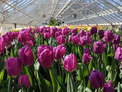 Тюльпаны, розы и хризантемы: новое инвестиционное предложение подготовило АПИРИ