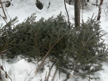 В Хабаровском крае выявлено 30 фактов незаконной рубки леса