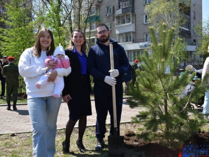 Озеленение Хабаровска: новые деревья и кустарники