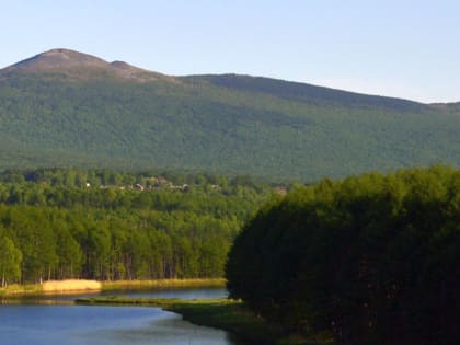 В Хабаровском крае готовятся пересчитать каждое дерево