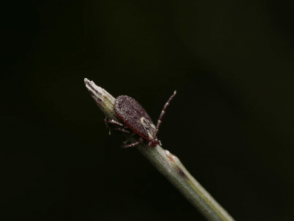 Опасности весеннего леса: как не подцепить клеща